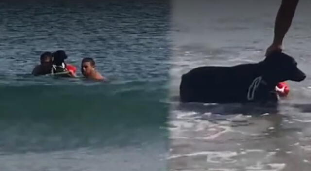 Rescatistas de la Policía ayudaron a un hombre y su perro que casi mueren ahogados en playa de Marcona.