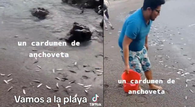 Video sobre peces en la orilla de la playa generó diversas reacciones en TikTok.