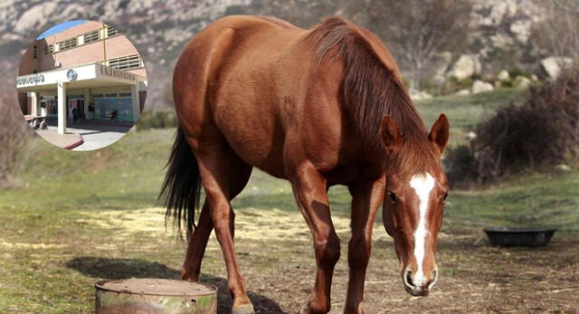 Adolescente de 14 años murió tras recibir patada de un caballo en la cabeza en Argentina