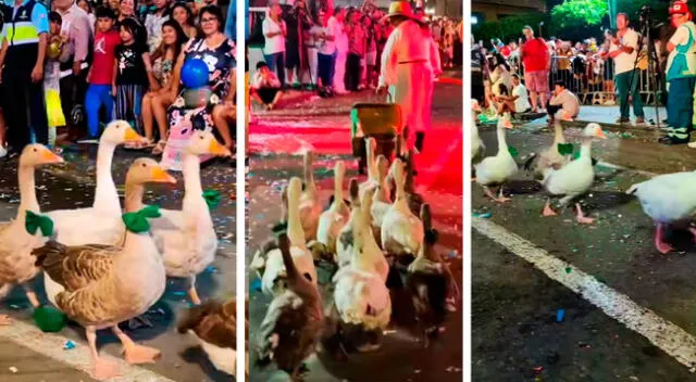 Desfile de ganzos enternece y se roba el show en el corso de Mollendo