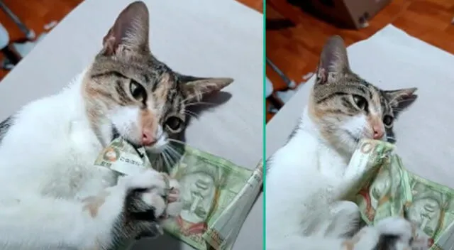 Gato se come billete de S/10.