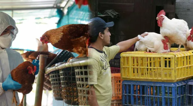 Brote de gripe en granja hace que sacrifiquen miles de aves por precaución.
