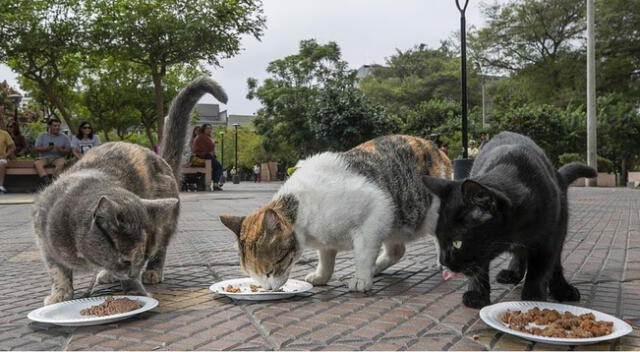 Teletón en beneficio de los gatitos del Parque Kennedy se realizará el viernes 8, sábado 9 y domingo 10 de marzo.