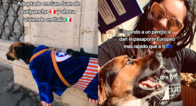 Perrito rescatado de las calles de SJL la rompe en calles de Milán y es viral en TikTok.