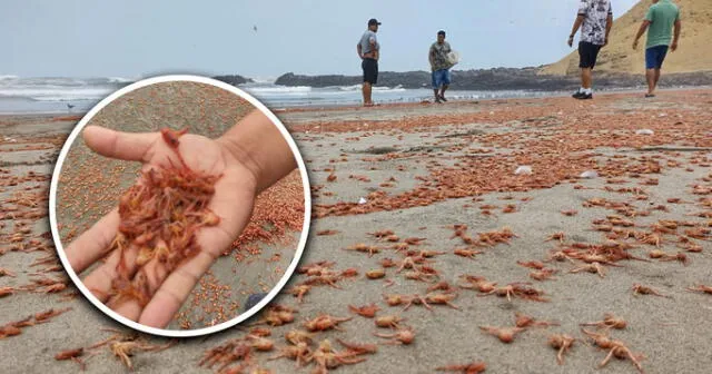 Miles de crustáceos salen a la orilla del mal en la playa La Isla de Supe Puerto.