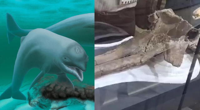 A la izquierda, el Inermorostrum xenops de Carolina del Sur. A la derecha, restos del delfín de río descubiertos en Perú.