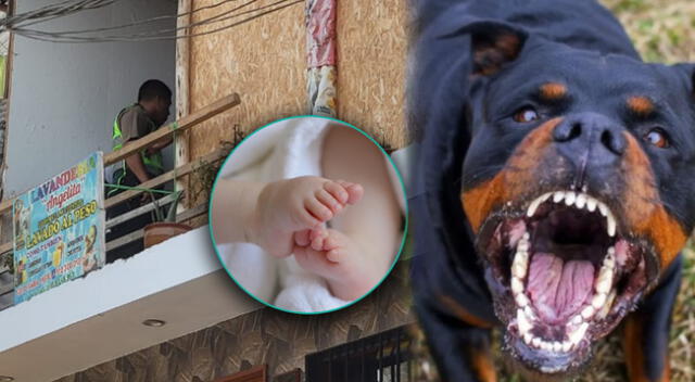 Perros que mordieron y le causaron la muerte a bebé en SJL están en perrera.