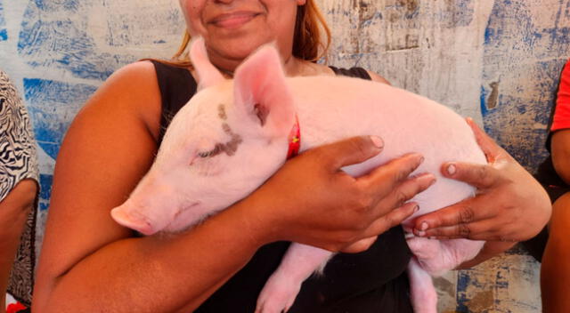 Cerdito fue adoptado como un miembro de la familia.