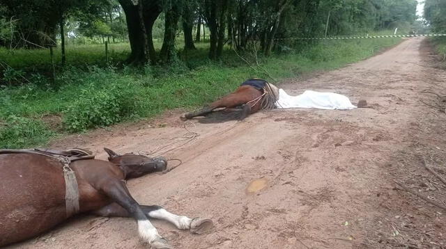 Hombre y dos caballos mueren al pisar cables con corriente tirados en el camino. Foto: G1   