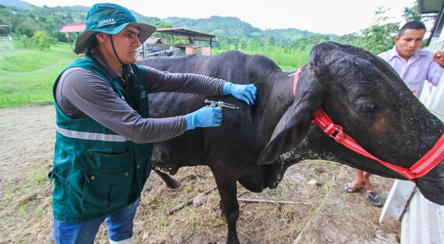 Vacunación de ganado en 16 regiones del país.