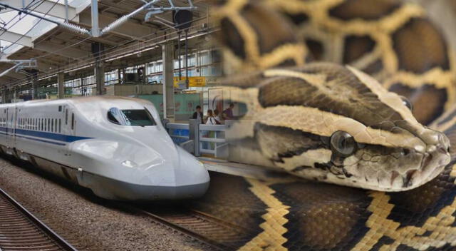 La serpiente causó terror en el tren y causó que los pasajeros sean evacuados a otra unidad.