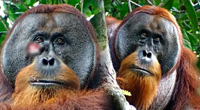 Rakus tenía una lesión facial que parecía ser producto de un encuentro con otro orangután.