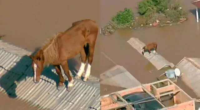 El video viral del caballo triste por estar atrapado en inundación conmovió en Brasil.