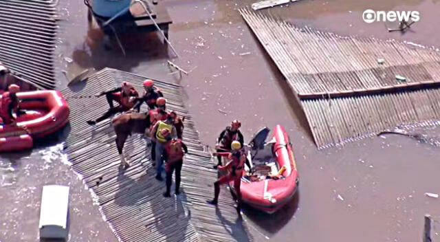 El caballo fue sedado y colocado en una embarcación para su rescate.