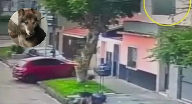 Hombre dispara contra un perro de 11 años que olía las bolsas de basura de su casa en Argentina.