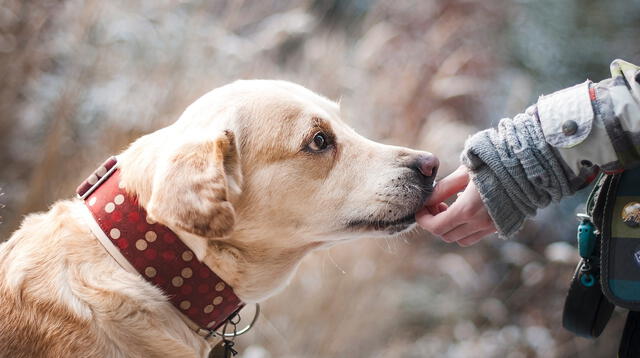 El perro siempre está vinculado a la fidelidad y la amistad.