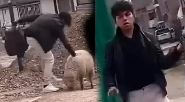 Joven maltrató a una oveja y le quitó la vida.