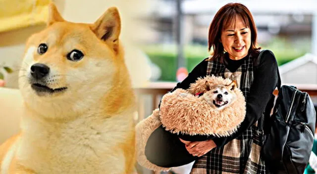 Muerió Kabosu, la perra que protagonizó el meme mundial 'Doge' y es la imagen de la criptomoneda favorita de Elon Musk