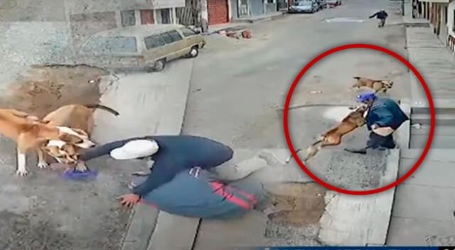 Perros atacan a a adulto mayor y casi acaban con su vida, en Tacna.