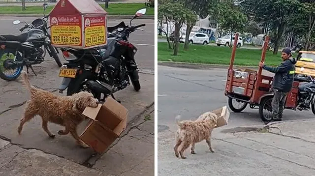 Perrito ayuda a su dueño a juntar cajitas de cartón y es viral en TikTok