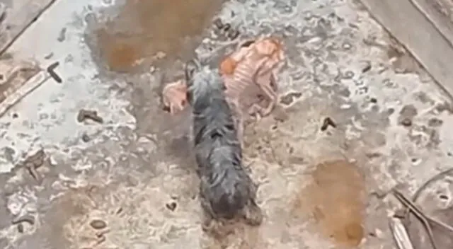 Más de tres perritos fueron rescatados de un maltrato en una vivienda, en Surco.