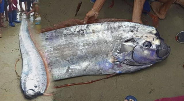 Encuentran un pez remo en playa de Tumbes y pobladores se desesperaron.