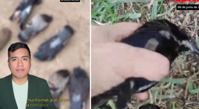 Decenas de palomas son envenenadas en un parque de Surco.