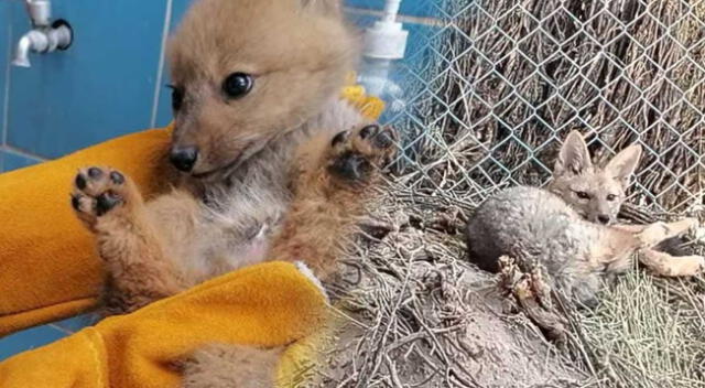 Valentina y Ramona son dos crías que fueron encontradas en estado de abandono.