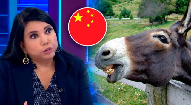 Ministra de Comercio Exterior confirma que se está evaluando la exportación de carne de burro a China.