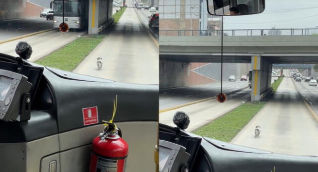 Perrito camina en el carril del Metropolitano en la Vía Expresa y es viral en TikTok.