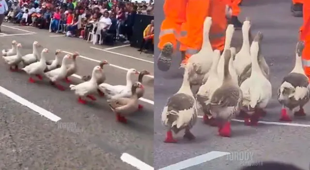 Gansos caminaron por el desfile militar desarrollado en Mollendo.