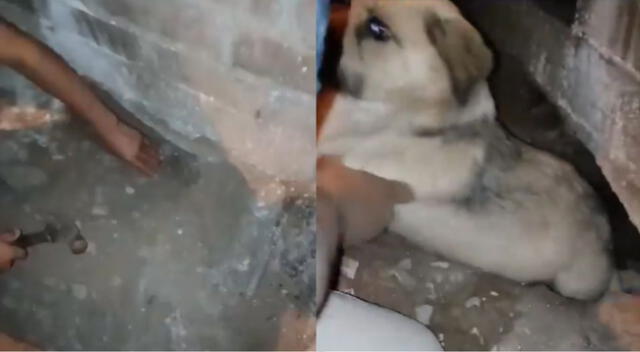 Dueños habrían enterrado sin piedad a su mascota en su propia casa.