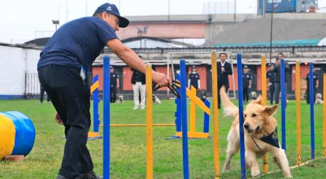 Conoce los detalles para entrenar a tu perro gratis.