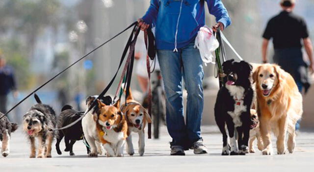 Paseador de perros sería un trabajo lucrativo en ciertos distritos de Lima Metropolitana.