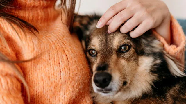 Negocios de Verano: Oportunidades en el Cuidado de Mascotas