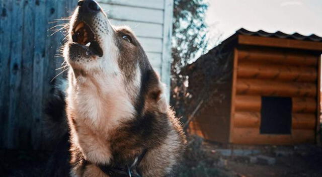 Descubre el verdadero significado del aullido de los perros.