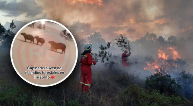 Animales huyen del incendio Forestal tras haber destruido su hábitad.