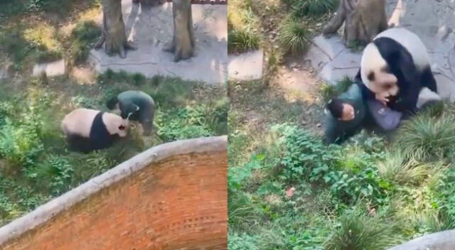 Panda quedó enfurecido con trabajador de zoológico.