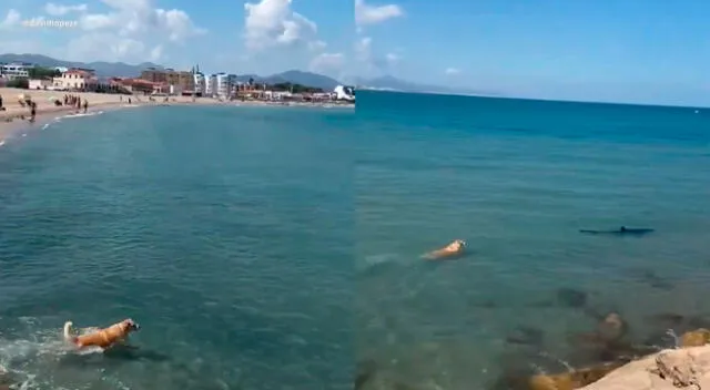 Perrito decidió perseguir a un tiburón en pleno mar.