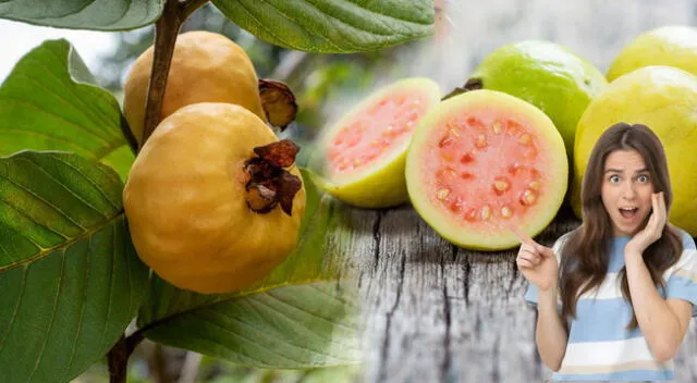 Superalimento que no prestamos atención, pero tiene un gran fuente nutricional.