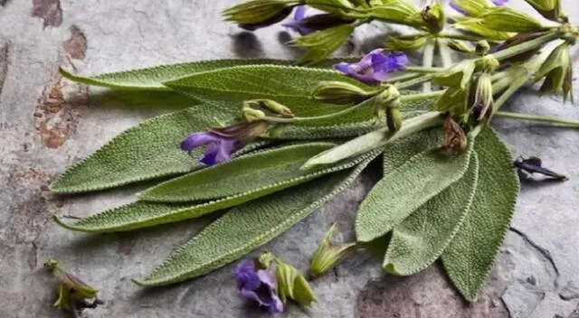 Conoce los beneficios de la salvia en el organismo.