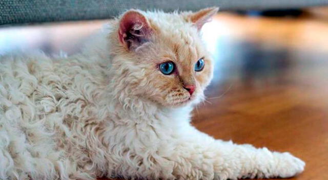 Estas son las características de un gato LaPerm