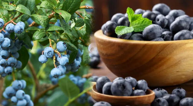 Los arándanos son de las frutas que tienen alto contenido de antioxidantes.