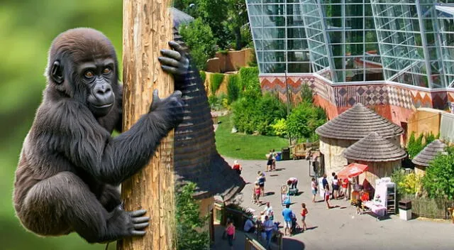 Un gorila occidental perdió la vida en zoológico de Canadá tras golpe con una reja.