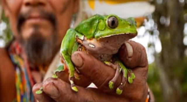 Conoce qué es Kambó, la bebida que puede provocar la muerte.