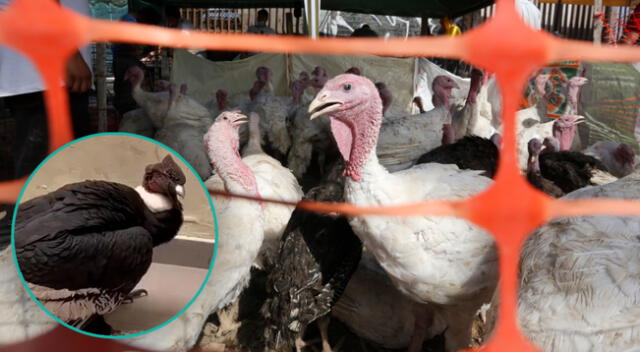 Cambian cóndor por pavo en mercado de Chosica previo a la Navidad.