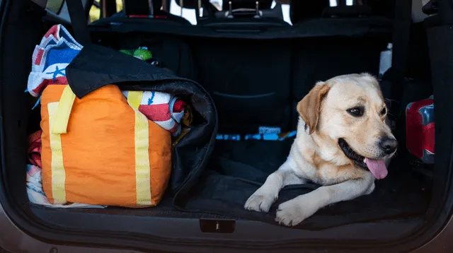 Con estos tips tu mascota viajará de manera sana y segura.