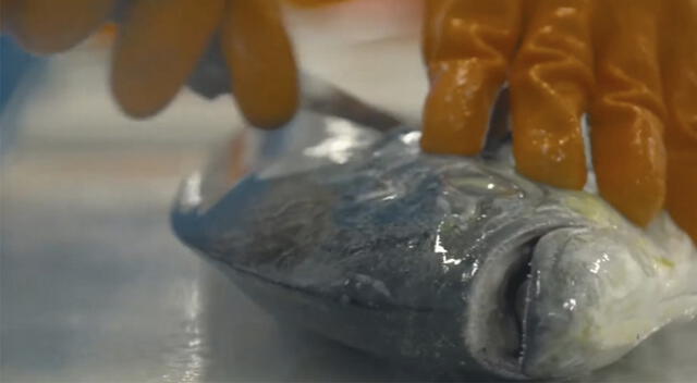 La contaminación marina y pesca ilegal La contaminación marina y pesca ilegal