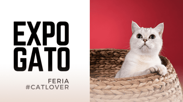 Los asistentes podrán visitar el Catio un espacio único para interactuar con los gatitos en adopción. Los asistentes podrán visitar el Catio un espacio único para interactuar con los gatitos en adopción.