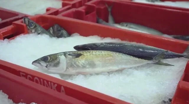 Opciones marinas más nutritivas y accesibles Opciones marinas más nutritivas y accesibles